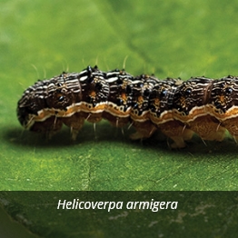 Sembrá refugio con INTACTA