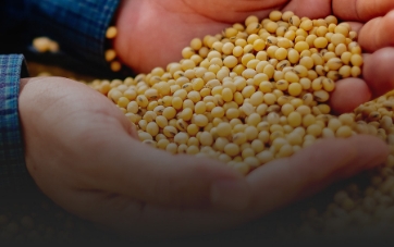 Sembrá refugio con INTACTA