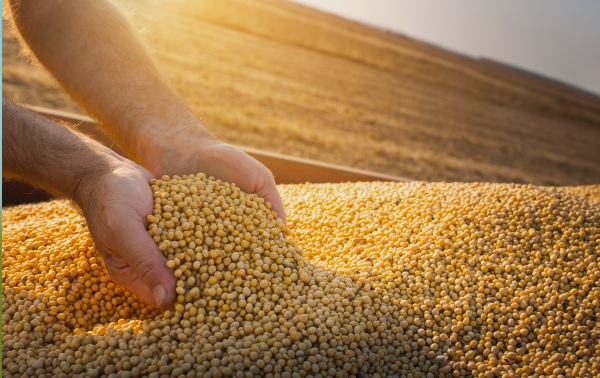Mãos seguram e deixam escorrer grãos de soja dourados ao pôr do sol, com um campo colhido ao fundo.