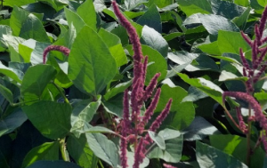 Caruru — Amaranthus spp