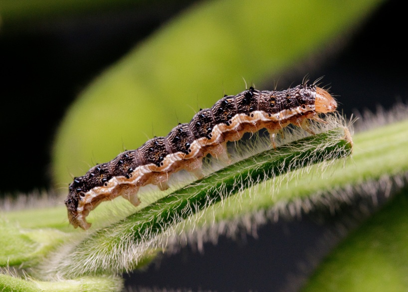 Helicoverpa armigera