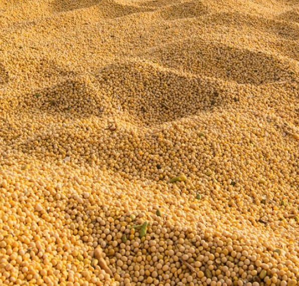 grãos de soja