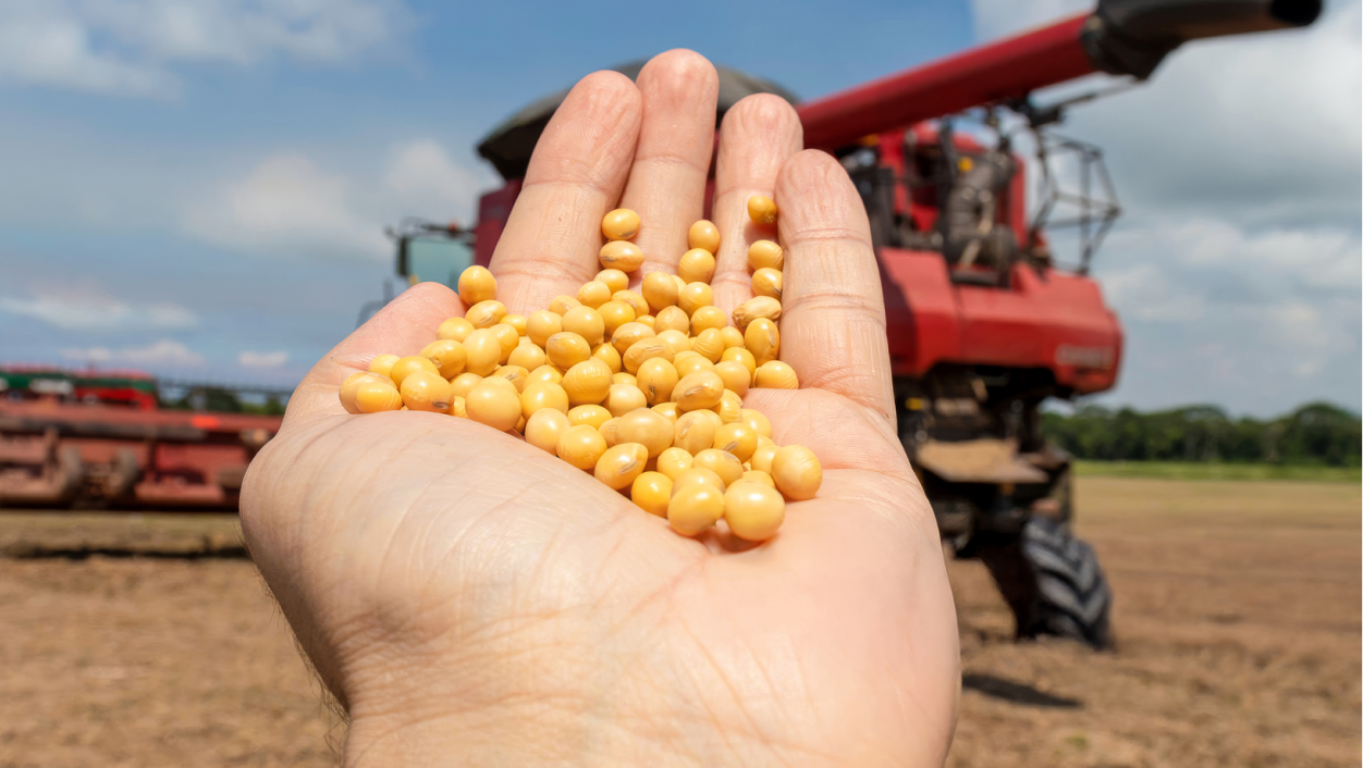 Mão segurando soja com um trator no fundo
