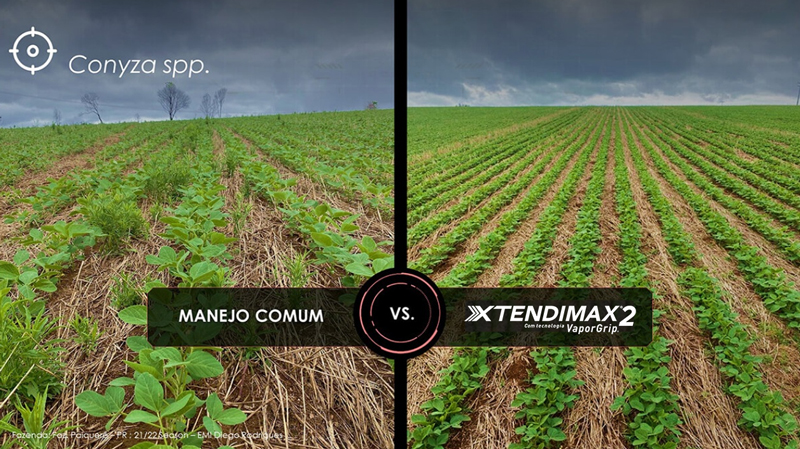 lado esquerdo manejo comum, lado direito manejo com XTENDIMAX® 2