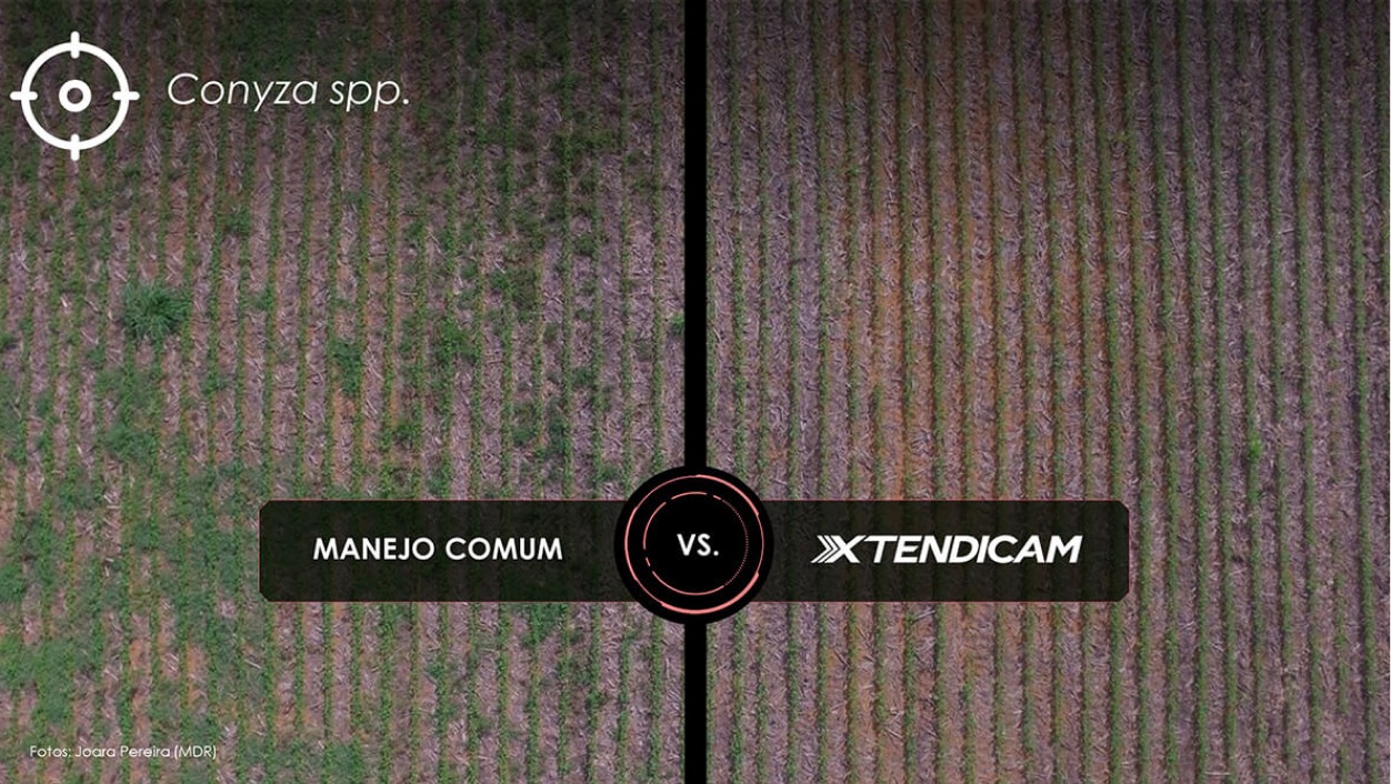 lado esquerdo manejo comum, lado direito manejo com XTENDIMAX® 2