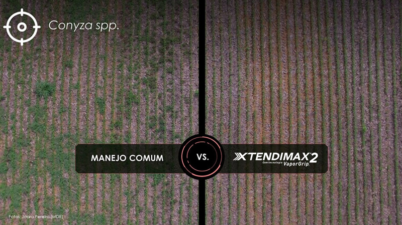 lado esquerdo manejo comum, lado direito manejo com XTENDIMAX® 2