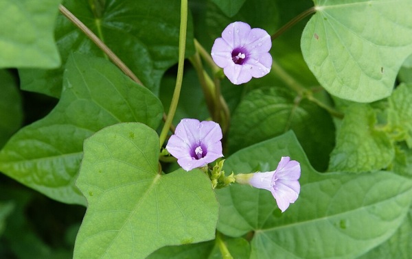 Corda-de-viola — Ipomoea spp
