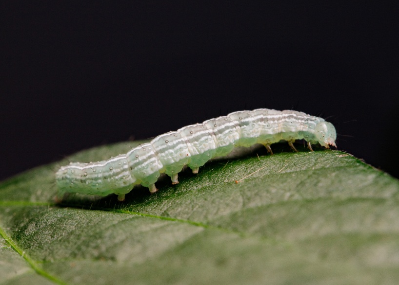 Lagarta-da-soja — Anticarsia gemmatalis