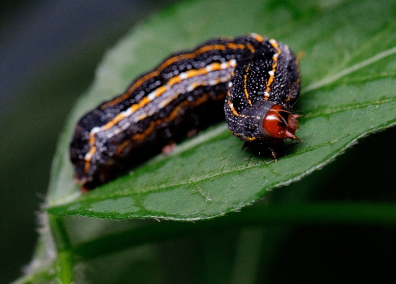 Spodoptera cosmioides