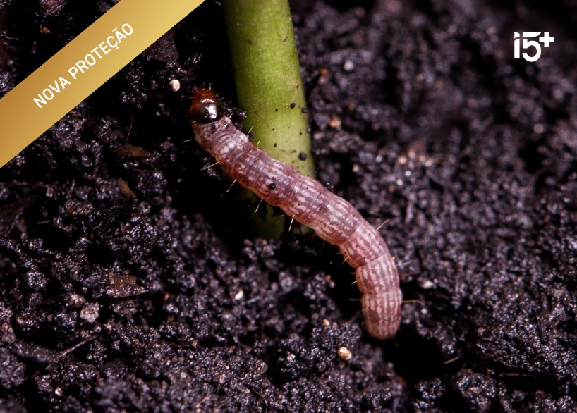 Elasmopalpus lignosellus