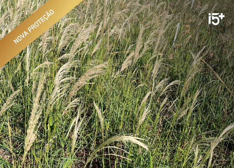 Capim-amargoso — Digitaria insularis