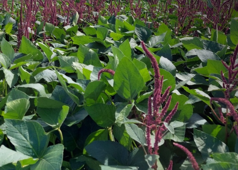 Lagarta-falsa-medideira — Chrysodeixis includens