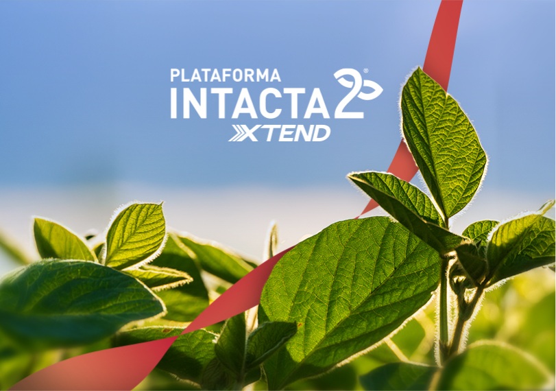 folhas,laço, logo  Plataforma INTACTA2 XTEND®