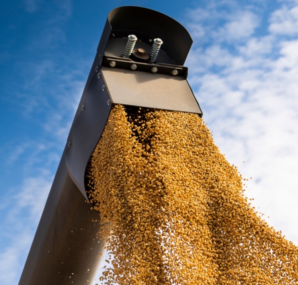 Grãos dourados jorram em grande quantidade de uma bica de metal escura, parte de uma máquina agrícola