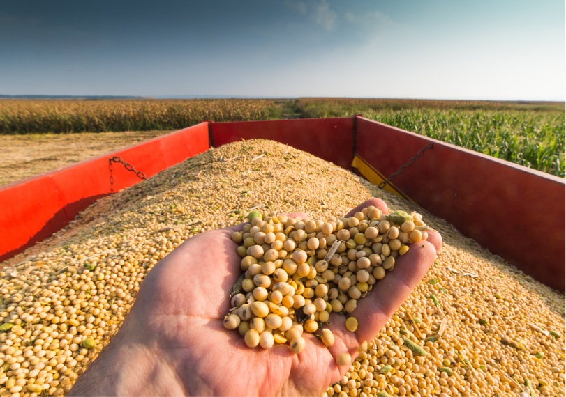 mão segurando soja com plantação no fundo