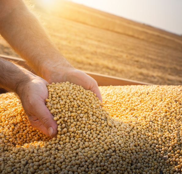Mãos seguram e deixam escorrer grãos de soja dourados ao pôr do sol, com um campo colhido ao fundo.