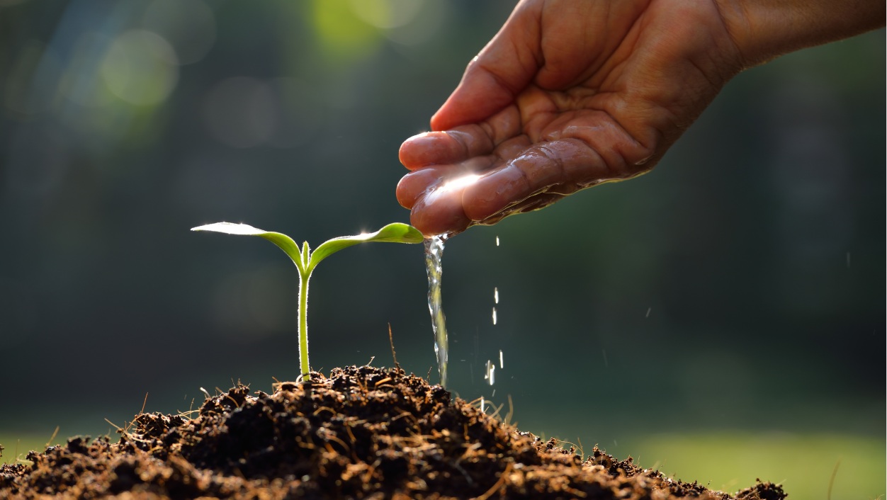 mão regando uma muda com aguá